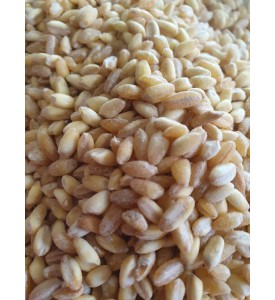 BULGUR (GENİME(ÇORBALIK) BULGUR (GENİME(ÇORBALIK)