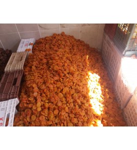 KAYISI (SARI KAYISI) KAYISI (SARI KAYISI)