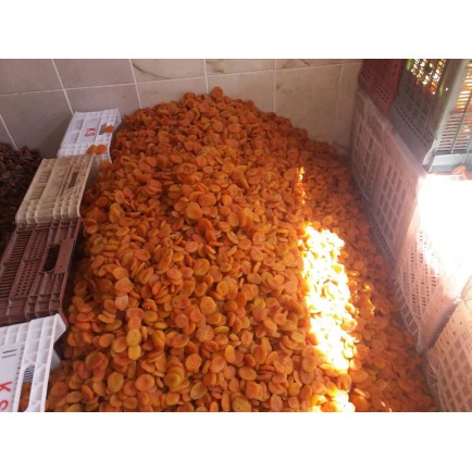 sarı kayısı sarı kayısı